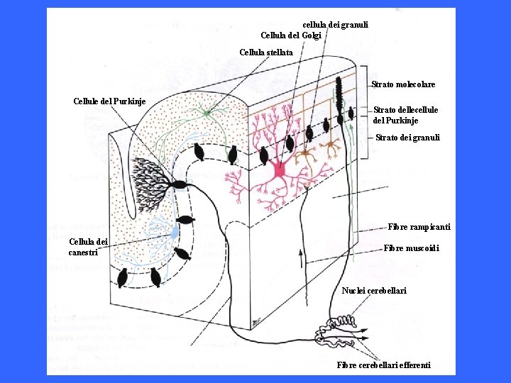 cellula dei granuli Cellula del Golgi Cellula stellata Strato molecolare Cellule del Purkinje Strato