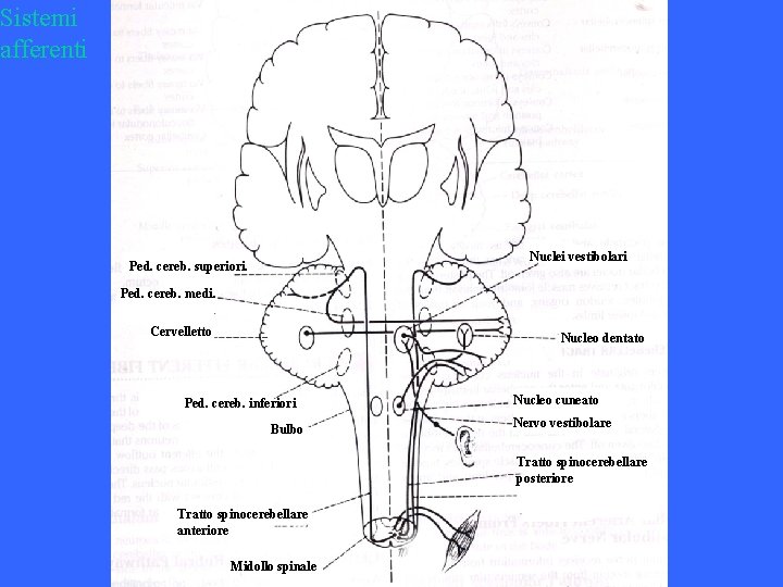 Sistemi afferenti Nuclei vestibolari Ped. cereb. superiori. Ped. cereb. medi. Cervelletto Nucleo dentato Ped.