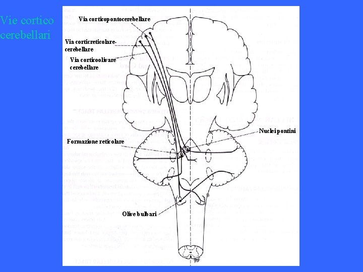 Vie cortico cerebellari Via corticopontocerebellare Via corticreticolarecerebellare Via corticoolivare cerebellare Nuclei pontini Formazione reticolare