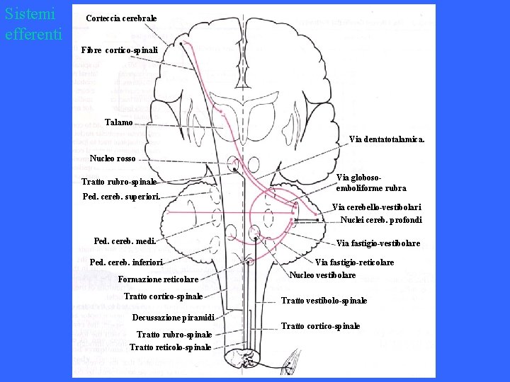 Sistemi efferenti Corteccia cerebrale Fibre cortico-spinali Talamo Via dentatotalamica. Nucleo rosso Tratto rubro-spinale Ped.