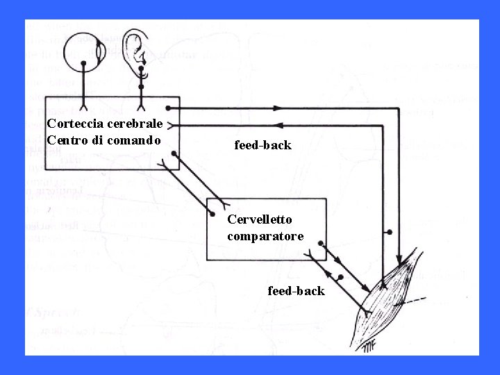 Corteccia cerebrale Centro di comando feed-back Cervelletto comparatore feed-back 