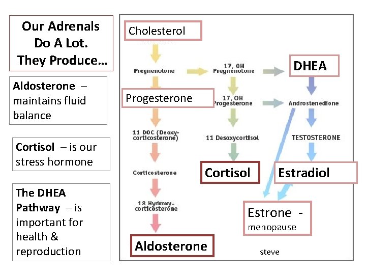 Our Adrenals Do A Lot. They Produce… Aldosterone – maintains fluid balance Cortisol –