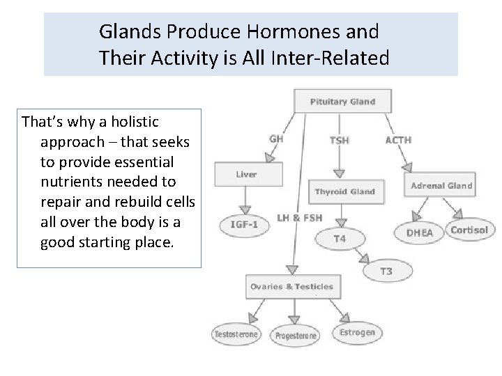 Glands Produce Hormones and Their Activity is All Inter-Related That’s why a holistic approach