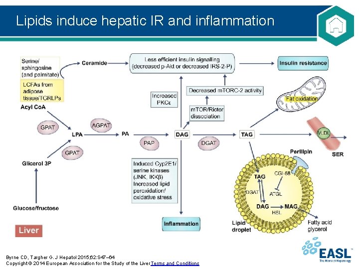 Lipids induce hepatic IR and inflammation Byrne CD, Targher G. J Hepatol 2015; 62: