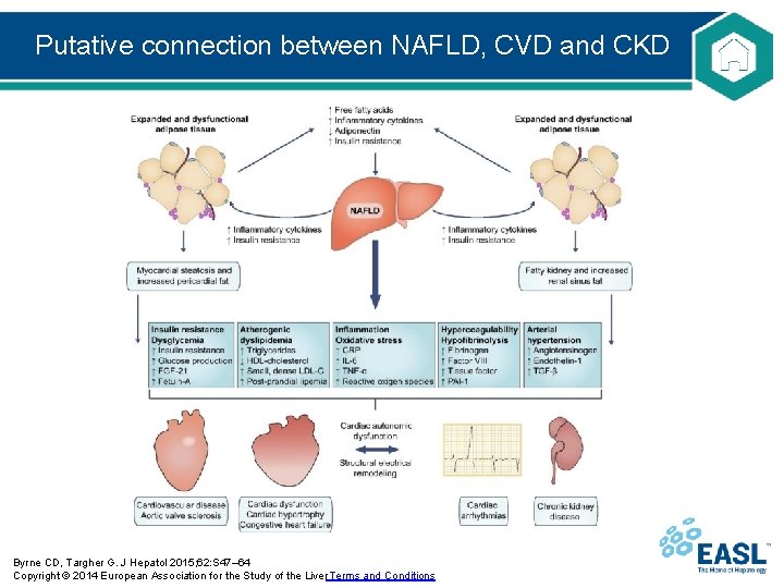 Putative connection between NAFLD, CVD and CKD Byrne CD, Targher G. J Hepatol 2015;