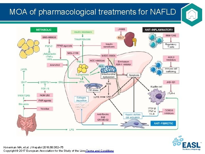 MOA of pharmacological treatments for NAFLD Konerman MA, et al. J Hepatol 2018; 68: