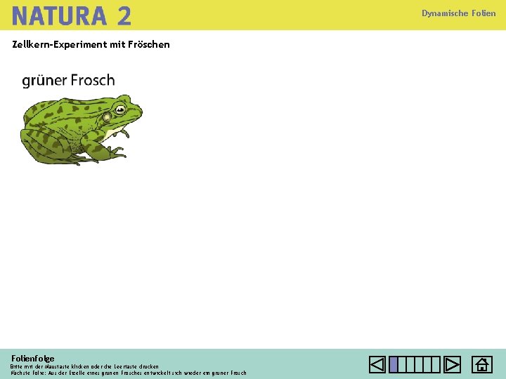Dynamische Folien Zellkern-Experiment mit Fröschen Folienfolge Bitte mit der Maustaste klicken oder die Leertaste