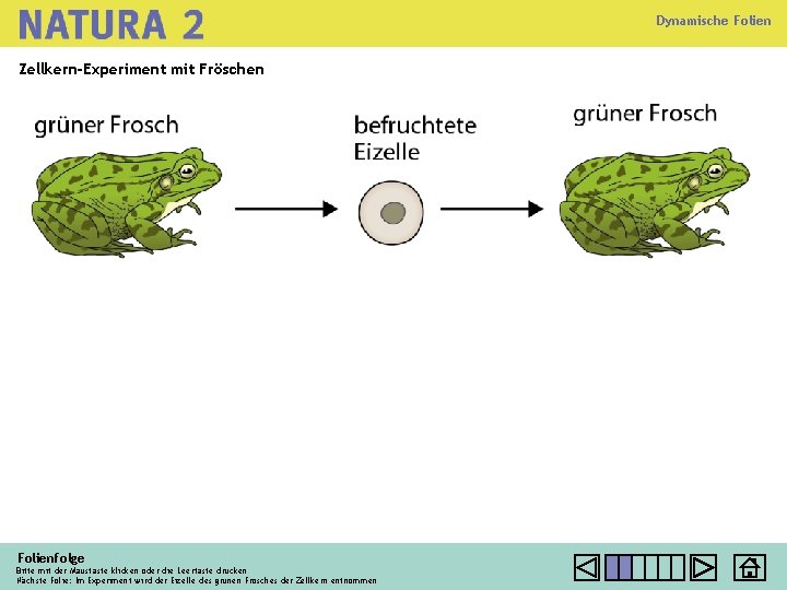 Dynamische Folien Zellkern-Experiment mit Fröschen Folienfolge Bitte mit der Maustaste klicken oder die Leertaste