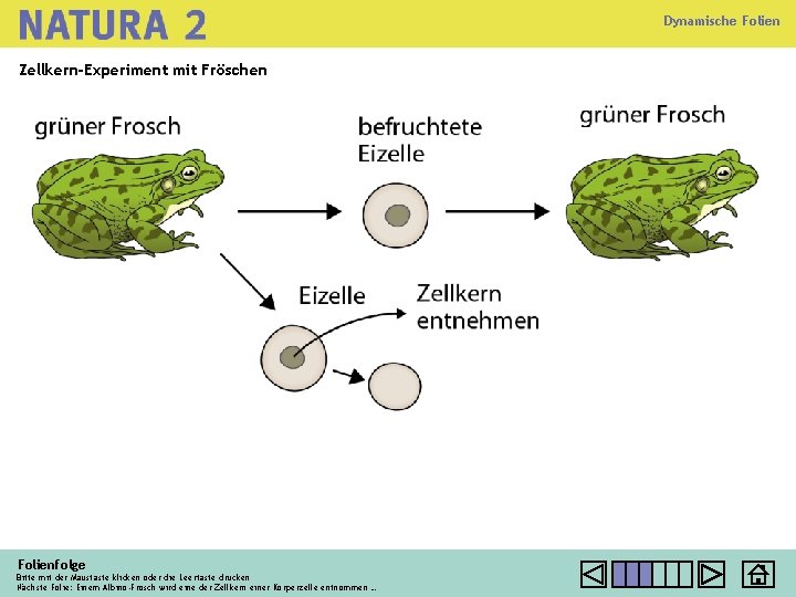 Dynamische Folien Zellkern-Experiment mit Fröschen Folienfolge Bitte mit der Maustaste klicken oder die Leertaste