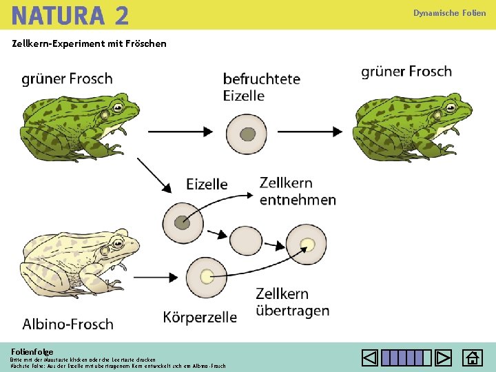 Dynamische Folien Zellkern-Experiment mit Fröschen Folienfolge Bitte mit der Maustaste klicken oder die Leertaste