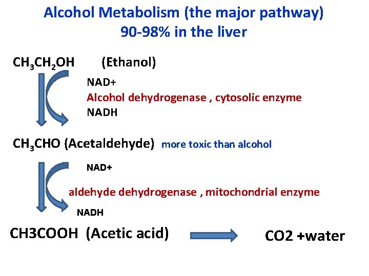 Alcohol Metabolism (the major pathway) 90 -98% in the liver CH 3 CH 2