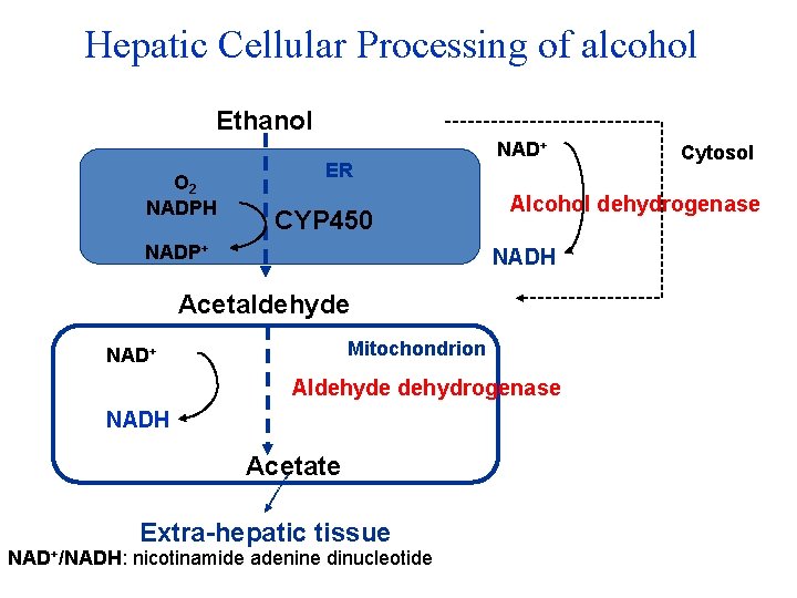 Hepatic Cellular Processing of alcohol Ethanol O 2 NADPH ER CYP 450 NADP+ NAD+