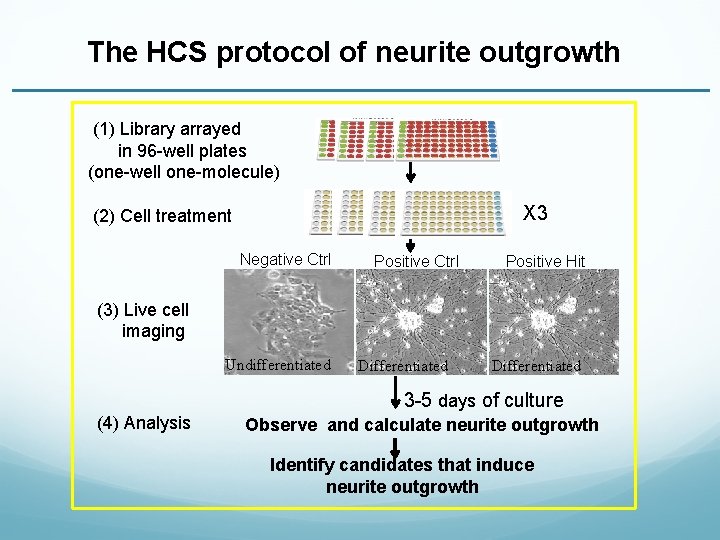 The HCS protocol of neurite outgrowth (1) Library arrayed in 96 -well plates (one-well