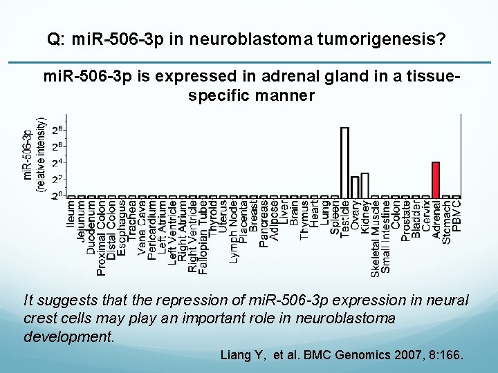 Q: mi. R-506 -3 p in neuroblastoma tumorigenesis? mi. R-506 -3 p is expressed