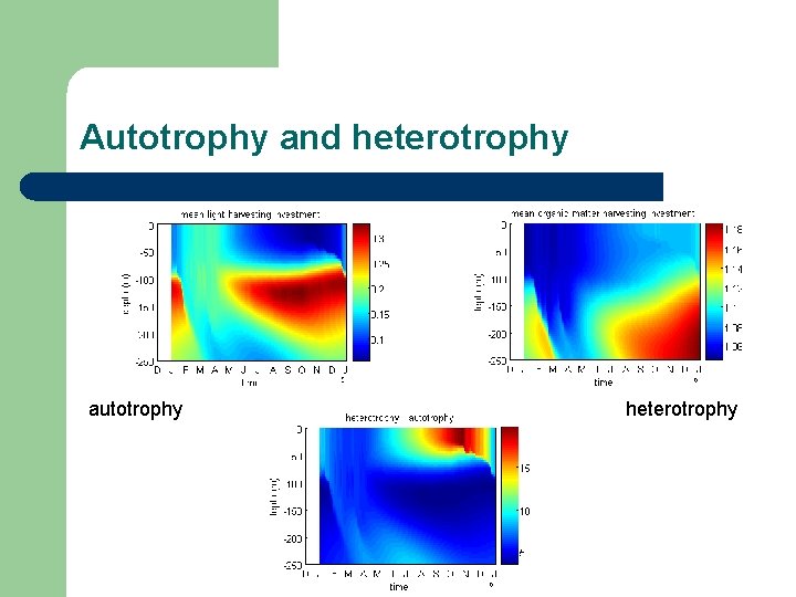 Autotrophy and heterotrophy autotrophy heterotrophy 