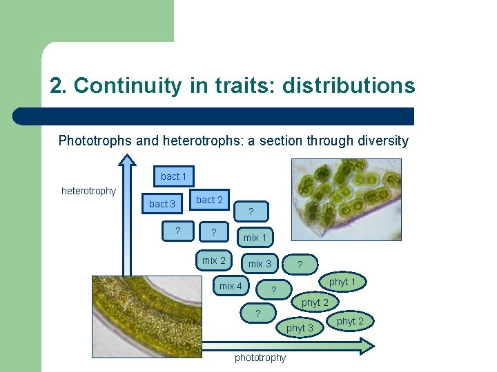 2. Continuity in traits: distributions Phototrophs and heterotrophs: a section through diversity bact 1