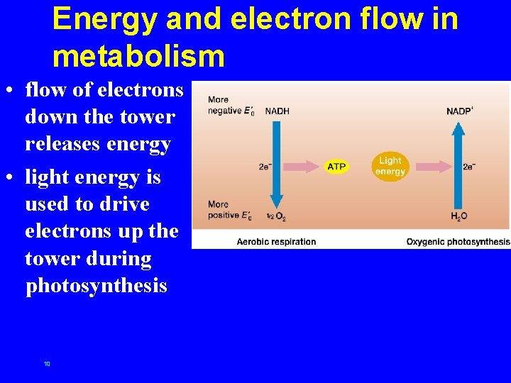 Energy and electron flow in metabolism • flow of electrons down the tower releases