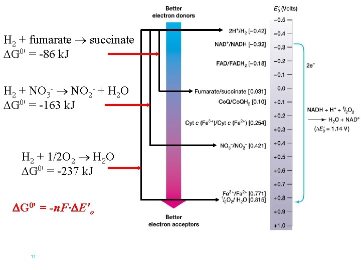 H 2 + fumarate succinate G 0’ = -86 k. J H 2 +