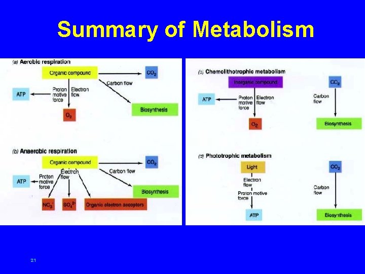 Summary of Metabolism 21 