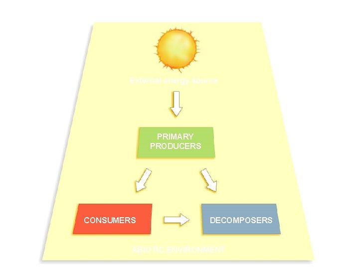 External energy source PRIMARY PRODUCERS CONSUMERS 24 DECOMPOSERS ABIOTIC ENVIRONMENT 