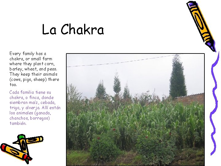 La Chakra Every family has a chakra, or small farm where they plant corn,