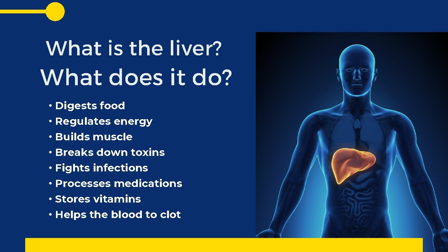 What is the liver? What does it do? • Digests food • Regulates energy