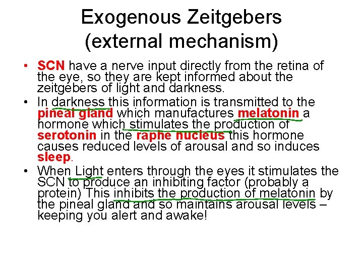 Exogenous Zeitgebers (external mechanism) • SCN have a nerve input directly from the retina