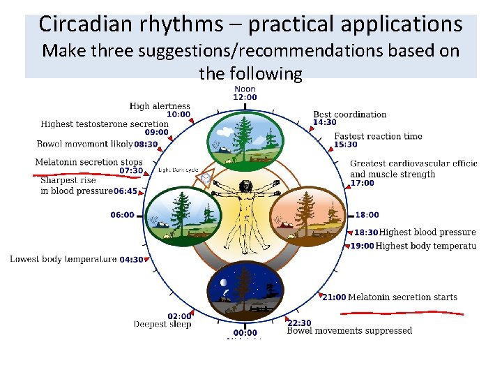 Circadian rhythms – practical applications Make three suggestions/recommendations based on the following 
