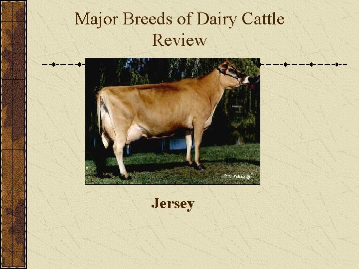 Major Breeds of Dairy Cattle Review Jersey 