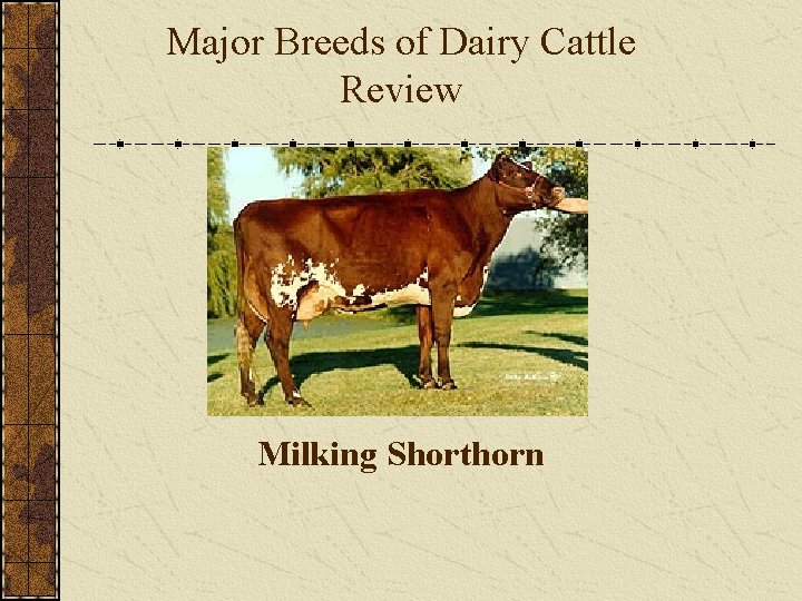 Major Breeds of Dairy Cattle Review Milking Shorthorn 