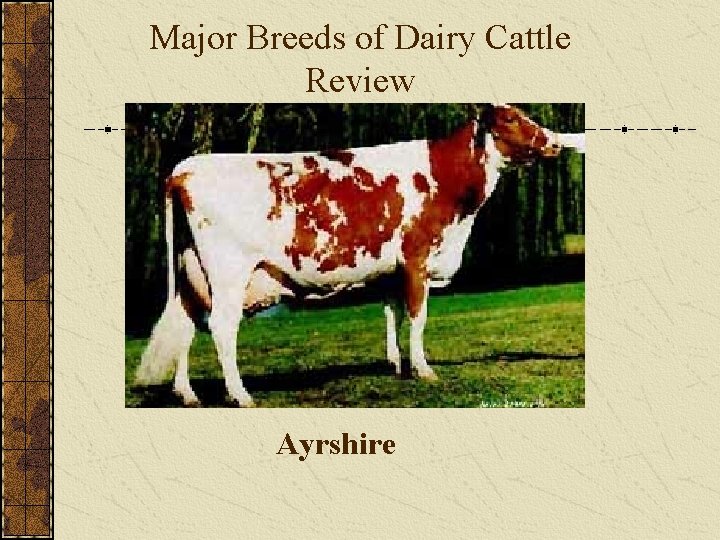 Major Breeds of Dairy Cattle Review Ayrshire 