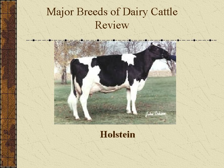 Major Breeds of Dairy Cattle Review Holstein 