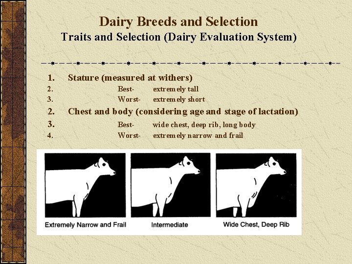Dairy Breeds and Selection Traits and Selection (Dairy Evaluation System) 1. Stature (measured at