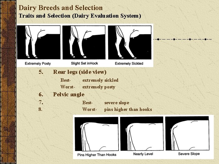 Dairy Breeds and Selection Traits and Selection (Dairy Evaluation System) 5. Rear legs (side