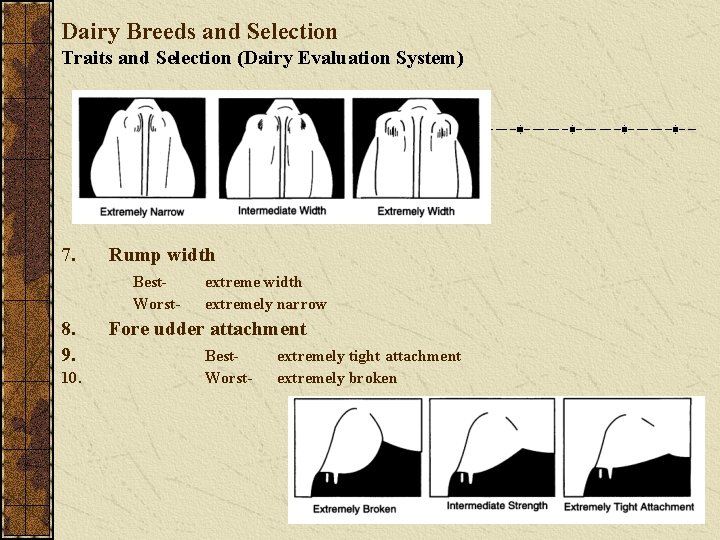 Dairy Breeds and Selection Traits and Selection (Dairy Evaluation System) 7. Rump width Best.