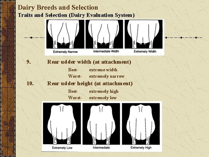 Dairy Breeds and Selection Traits and Selection (Dairy Evaluation System) 9. Rear udder width