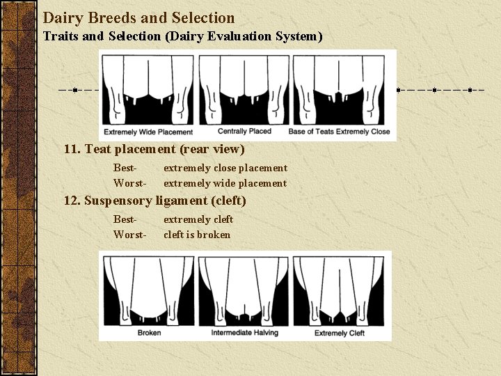 Dairy Breeds and Selection Traits and Selection (Dairy Evaluation System) 11. Teat placement (rear