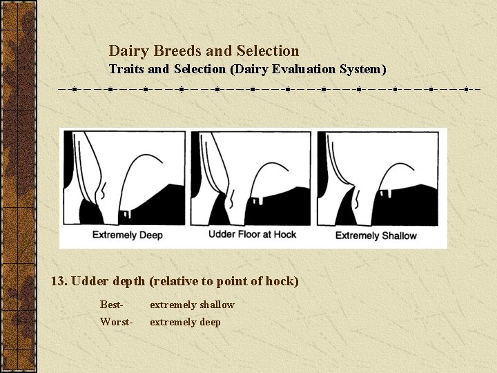 Dairy Breeds and Selection Traits and Selection (Dairy Evaluation System) 13. Udder depth (relative