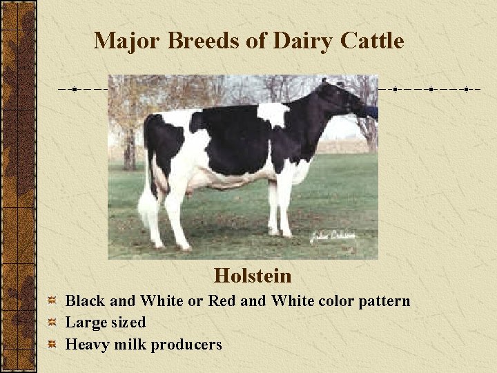 Major Breeds of Dairy Cattle Holstein Black and White or Red and White color