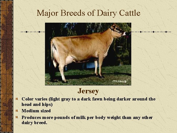 Major Breeds of Dairy Cattle Jersey Color varies (light gray to a dark fawn