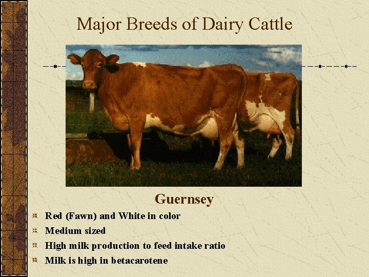 Major Breeds of Dairy Cattle Guernsey Red (Fawn) and White in color Medium sized