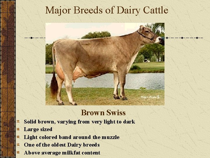 Major Breeds of Dairy Cattle Brown Swiss Solid brown, varying from very light to