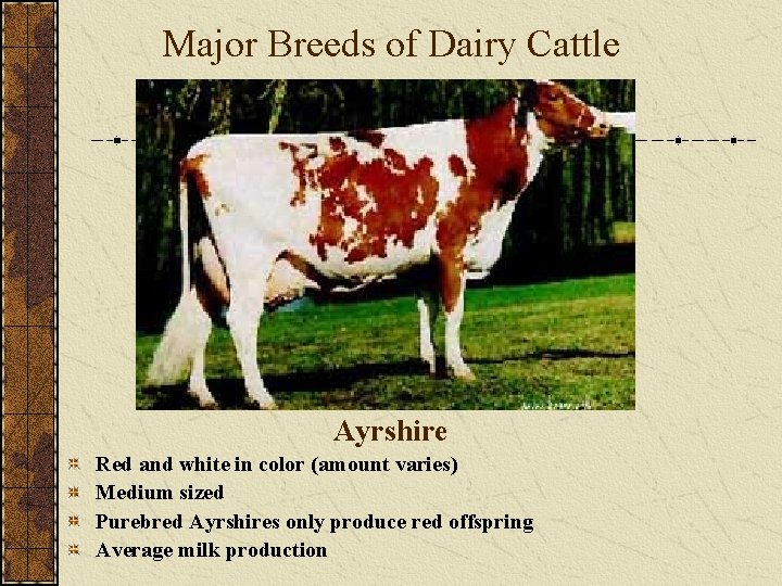 Major Breeds of Dairy Cattle Ayrshire Red and white in color (amount varies) Medium