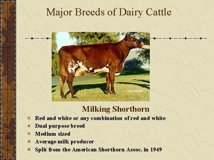 Major Breeds of Dairy Cattle Milking Shorthorn Red and white or any combination of