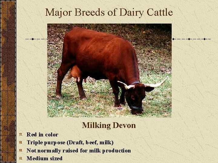 Major Breeds of Dairy Cattle Milking Devon Red in color Triple purpose (Draft, beef,