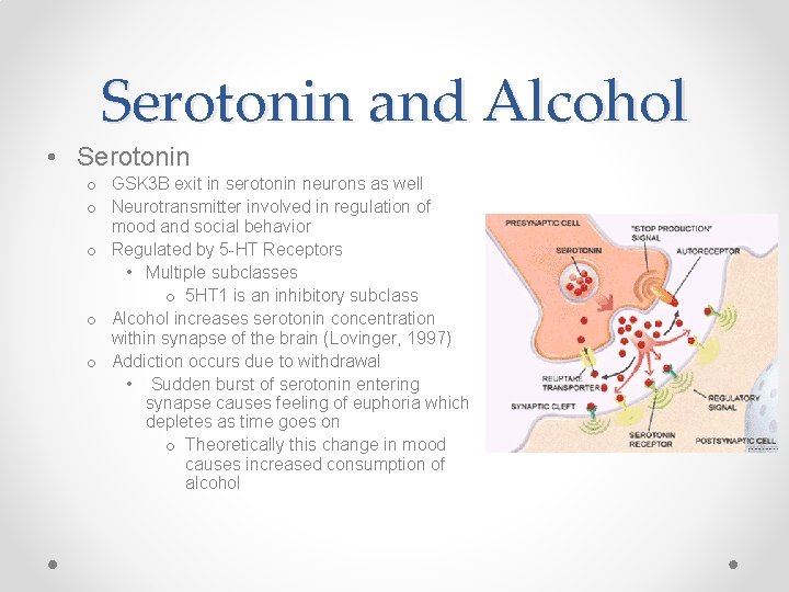 Serotonin and Alcohol • Serotonin o GSK 3 B exit in serotonin neurons as