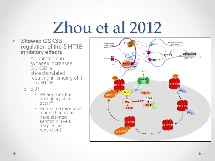  • Zhou et al 2012 Showed GSK 3 B regulation of the 5