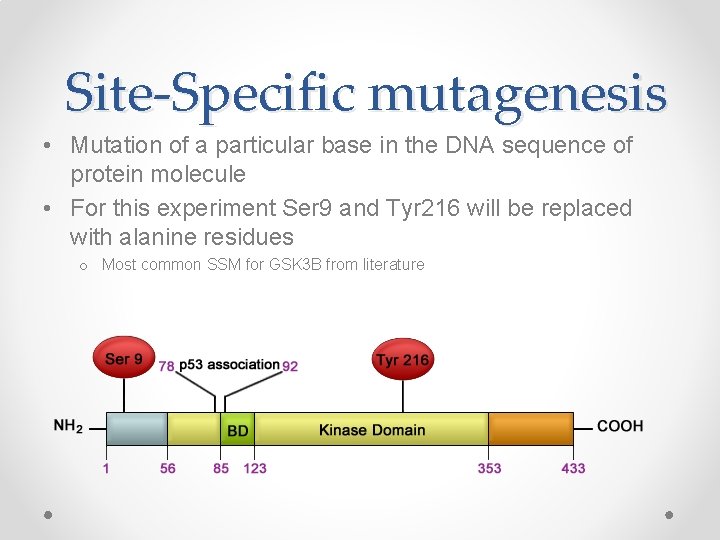 Site-Specific mutagenesis • Mutation of a particular base in the DNA sequence of protein