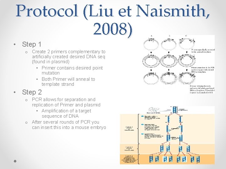 Protocol (Liu et Naismith, 2008) • Step 1 o Create 2 primers complementary to