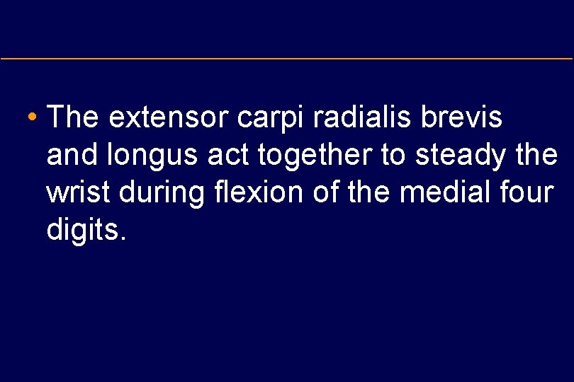  • The extensor carpi radialis brevis and longus act together to steady the